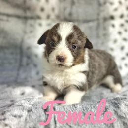 French Bulldog and Pembroke Welsh Corgi Puppies from Burn 3 Farms