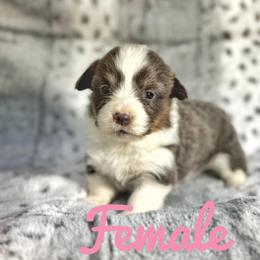 French Bulldog and Pembroke Welsh Corgi Puppies from Burn 3 Farms