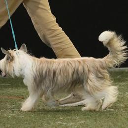 Cuttle - Sable female Chinese Crested puppy in Kentucky from Qilin Chinese Crested