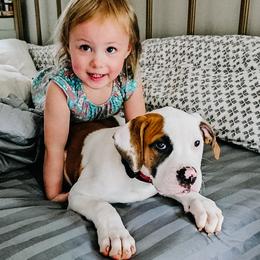 American Bulldog Puppies from Valor American Bulldogs