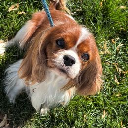 Gertie - Cavalier King Charles Spaniel