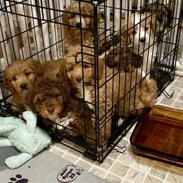 Bernedoodle puppies from Snuggle Me Doodles