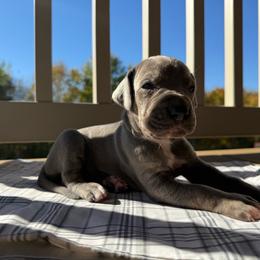 Frieda - Blue female Great Dane puppy in Corsica, Pennsylvania from Ferguson Family Danes LLC