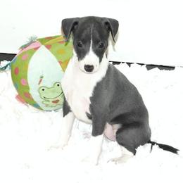Milania Male 1 - Blue male Italian Greyhound puppy in Sparta Tn And Caryville Fl, Tennessee from Summerwind Kennel