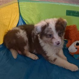 Damien - Red merle male Australian Shepherd puppy in Auburndale, Florida from Amber's Aussies and Huskies