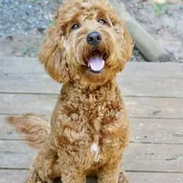 Sallie - Goldendoodle