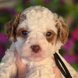 Chiffon - Parti male Goldendoodle puppy in Vernon, Texas from Sugarland's Texas Goldendoodles
