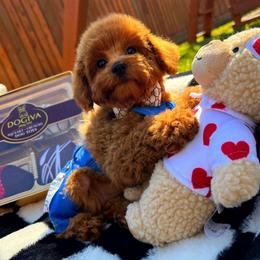 Rolex - Red male Maltipoo puppy in Sugar Land, Texas from Celebrity Maltipoos