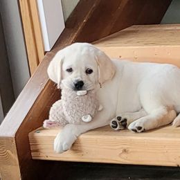 Labrador Retriever Puppies from ROCK CREEK LABRADORS