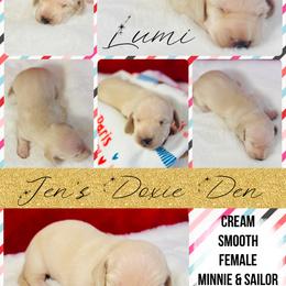 Lumi - Cream female Dachshund puppy in Pensacola, Florida from Jen's Doxie Den