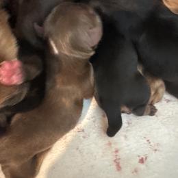 Truffle - Liver female Yorkshire Terrier puppy in Knoxville, Tennessee from Rainbow Bliss Yorkies