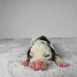 Lacey - Blue merle female Catahoula Leopard Dog puppy in Doerun, Georgia from Twig & Tail Puppies