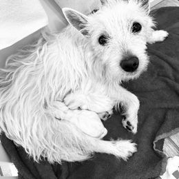 West Highland White Terrier Puppies from De Leon Westies