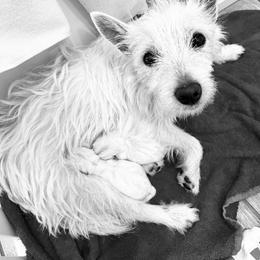 West Highland White Terrier Puppies from De Leon Westies