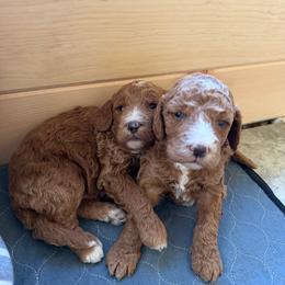 Tigger - Red male Bernedoodle puppy in Constableville, New York from Zehr’s Labradoodles & Bernedoodles