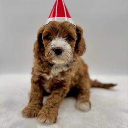 Sugar - Apricot female Cavapoo puppy in La Vernia, Texas from Texas Teddy Bears
