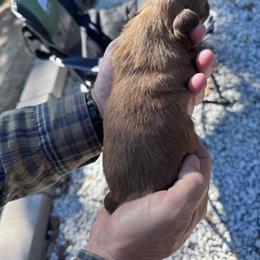 Bonbon - Chocolate female Shih Tzu puppy in Toccoa, Georgia from Shorkie & Shih Tzu Haven