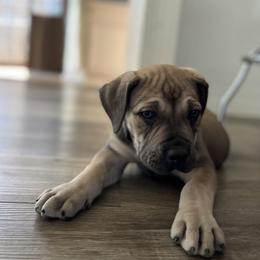 Boerboel Puppies from Catalina's Boerboels