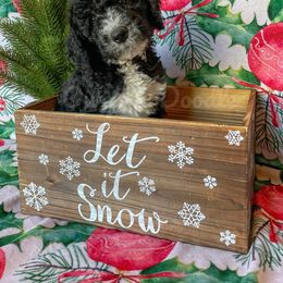 Goldendoodle Puppies from Owen-a-Doodle