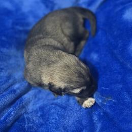 Anatolian Shepherd Dog Puppies from Florida Anatolian Shepherds