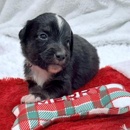 Tan collar with tail - Black tri male Miniature Australian Shepherd puppy in 32046, Florida from River Hill Ranch