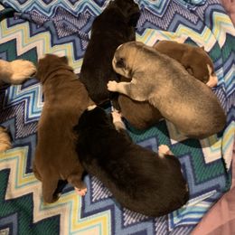 Siberian Husky Puppies from Myths and Legends Siberian Huskies