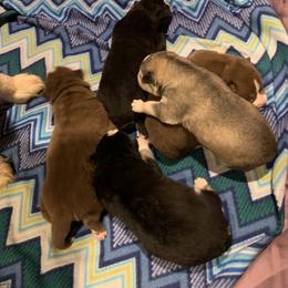 Siberian Husky Puppies from Myths and Legends Siberian Huskies