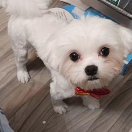 Milo - Maltese