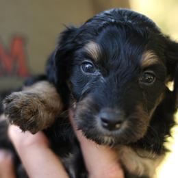 Lane - Black tri-color female Aussiedoodle puppy in Orleans, Indiana from Mae Blossom Puppies