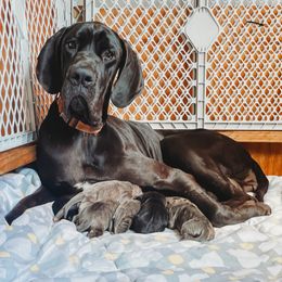 Great Dane Puppies from Tar River Great Danes
