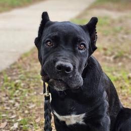 So-Mi aka Purple Collar - Black female Cane Corso puppy in Houston, Texas from Zenith Cane Corso