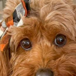 Winnie - Cavapoo