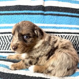 Piper - Red merle female Australian Shepherd puppy in Amarillo, Texas from 6J Aussies Australian Shepherds