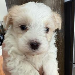 Jade - White female Maltipoo puppy in Fredericksburg, Ohio from Edna Keim
