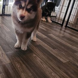 Siberian Husky Puppies from Anime Huskies