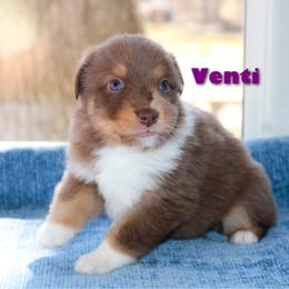 Venti - Red merle female Australian Shepherd puppy in Coldwater, Michigan from Northern Star Australian Shepherds
