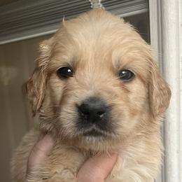 Yellow female - Golden female Golden Retriever puppy in Jesup, Georgia from Painted Platinum Retrievers (Painted Platinum Kennel) PPK