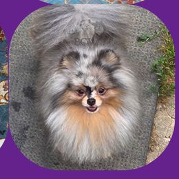 Black merle tan male - Blue merle male Pomeranian puppy in Carlinville, Illinois from BCW POMERANIANS