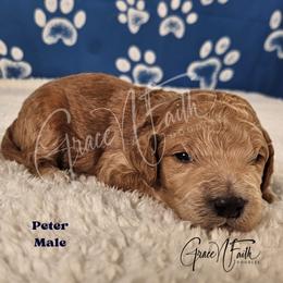 Peter - Red male Labradoodle puppy in Peyton, Colorado from Grace N Faith Doodles