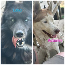 Siberian Husky puppies from Powells Huskies