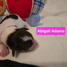 Abigail - Parti female Yorkipoo puppy in San Diego, California from TheSocialk9