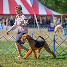 Maise - Airedale Terrier