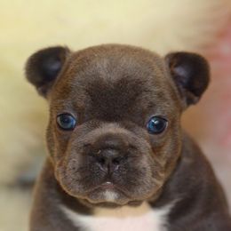 French Bulldog Puppies from Carbonite French Bulldogs