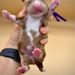 Purple - Red female Australian Labradoodle puppy in Antelope, California from Adorable Labradoodle
