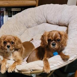 Cavalier King Charles Spaniel All Grown Up from Ashleigh's Cavaliers