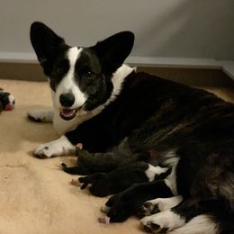 Cardigan Welsh Corgi puppies from Penfro Corgis