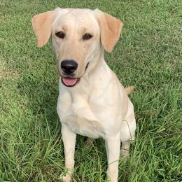 Lexi - Labrador Retriever