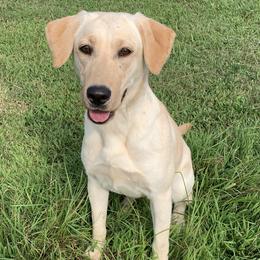 Lexi - Labrador Retriever