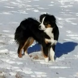 Miniature Australian Shepherd and Toy Australian Shepherd All Grown Up from Long's lil Aussies