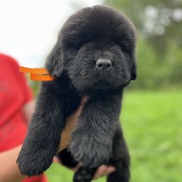 Male 2 - Black male Newfoundland puppy in Nevis, Minnesota from Faithful Acres Newfs